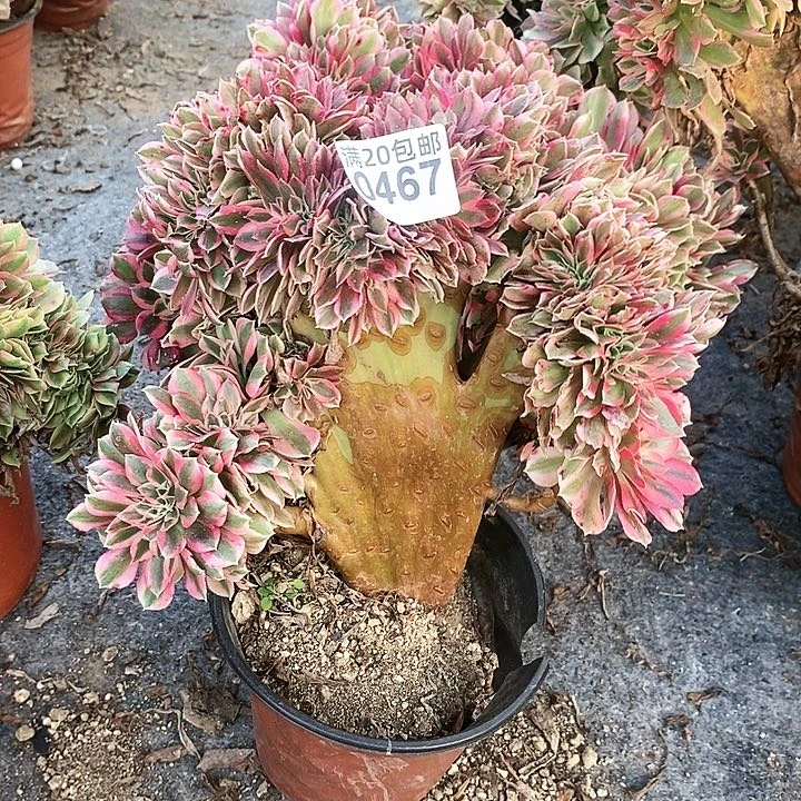 0467 一颗女巫赘