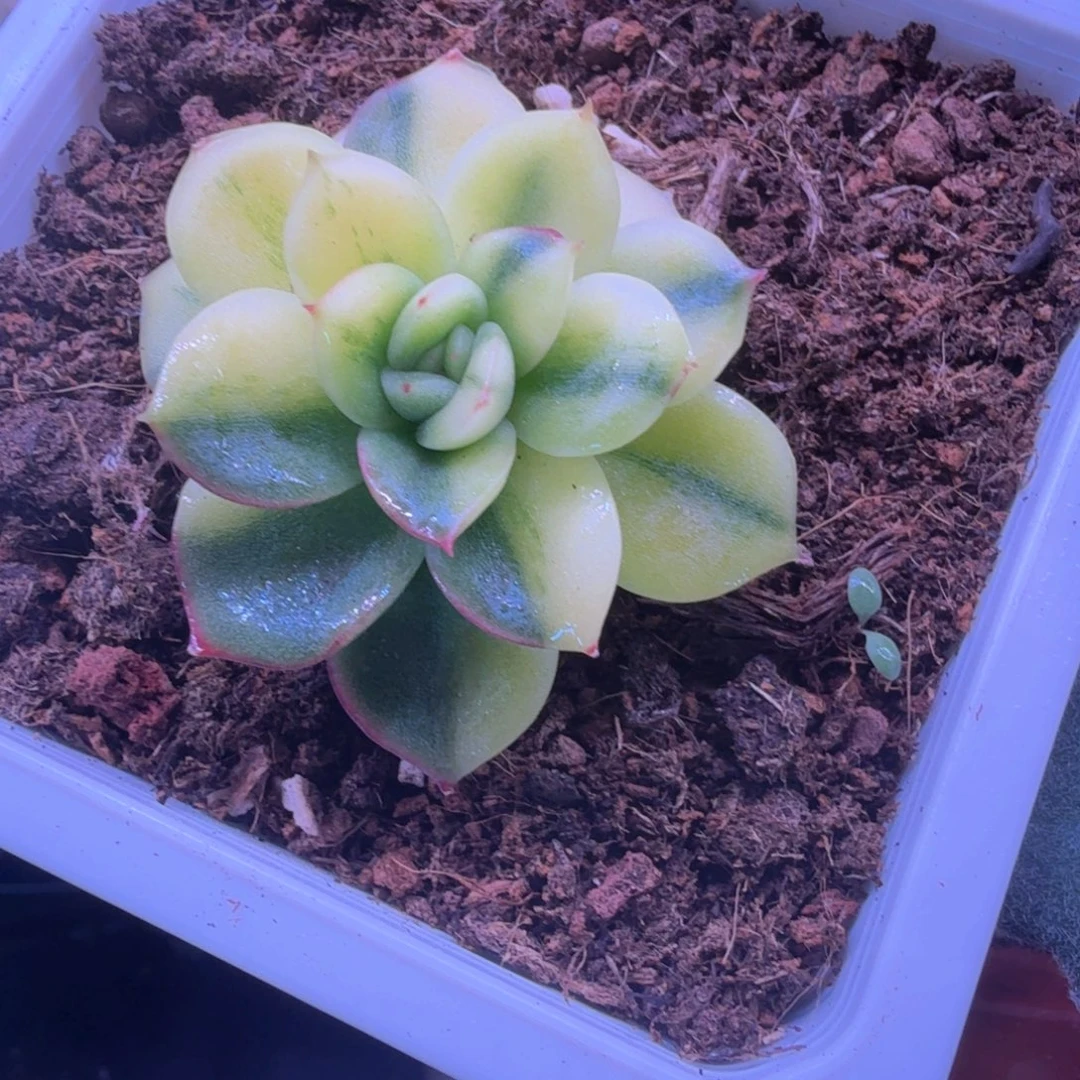 赵***)赵一坨 多肉植物林