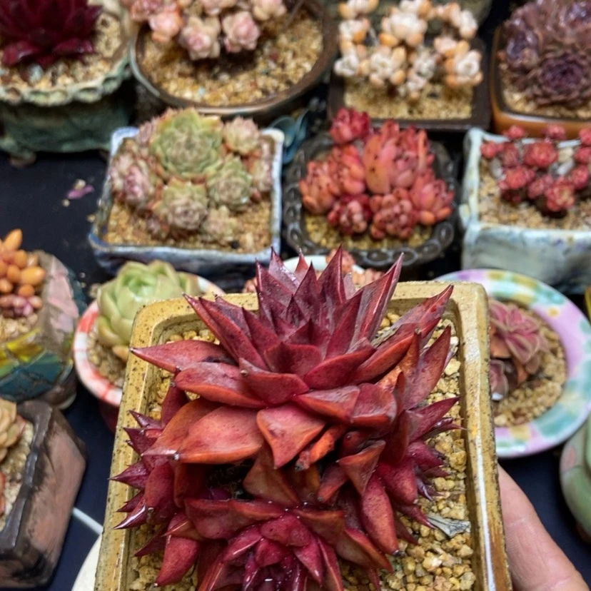 【闪购商品】大合锦杂