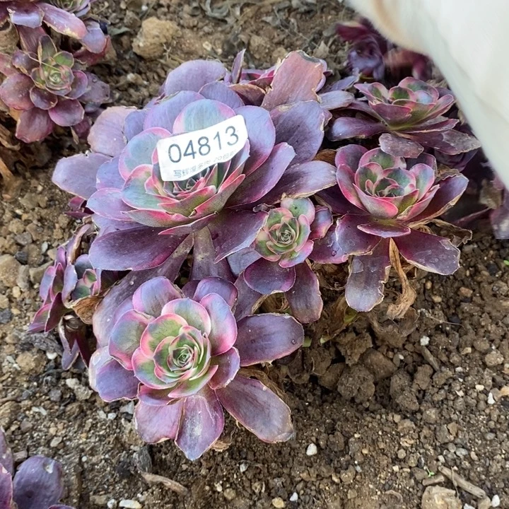 04813魅金玫瑰金多肉植物