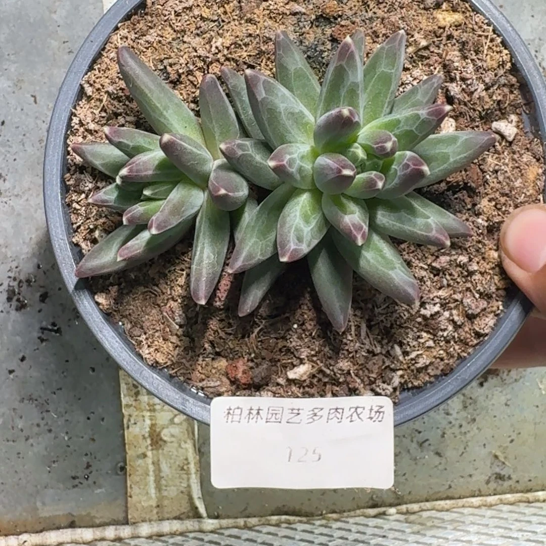 125 美人杂交 一物一拍