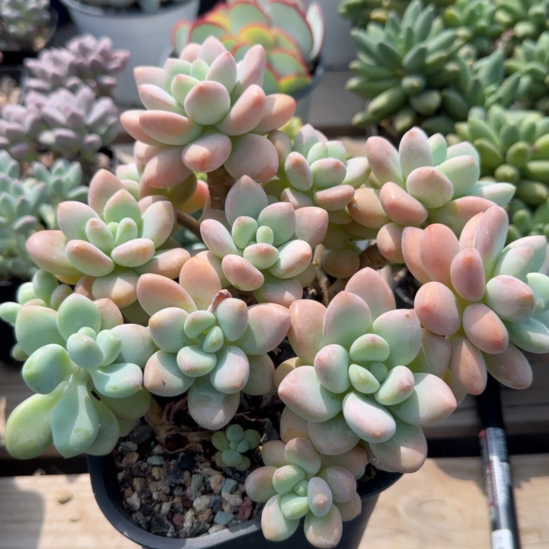 洛神老桩多肉五十包邮