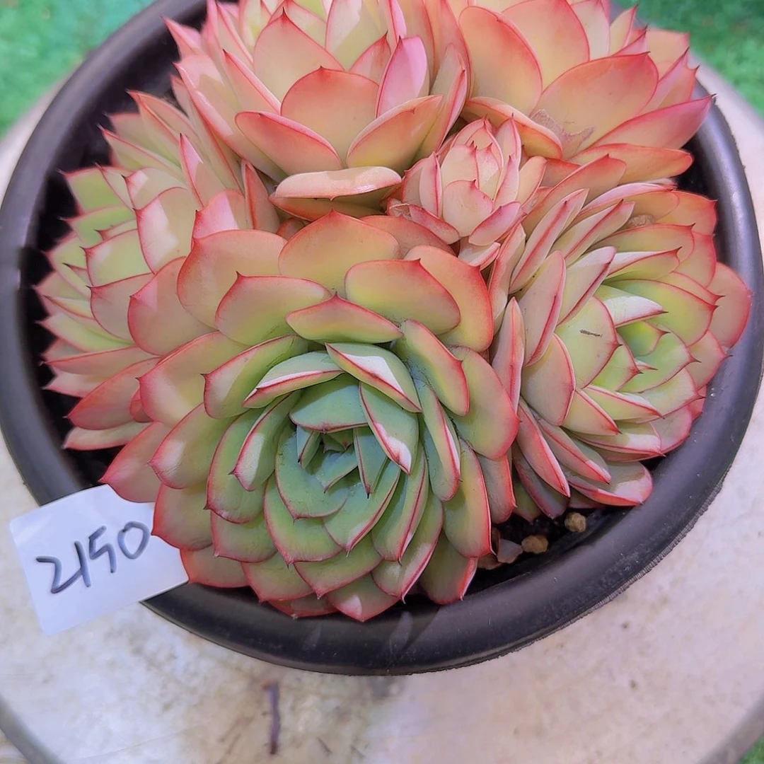 2150牡丹亭多肉植物