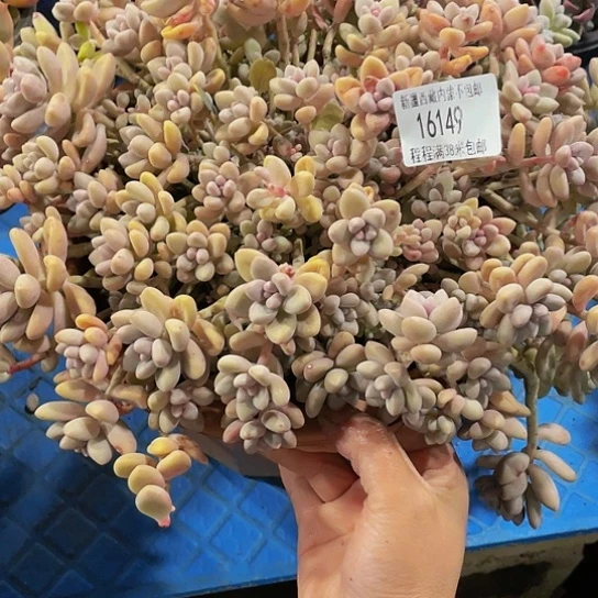 鸿****）艾桃16149多肉