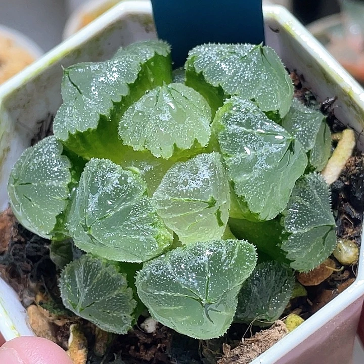 505冰墩墩母本级别
