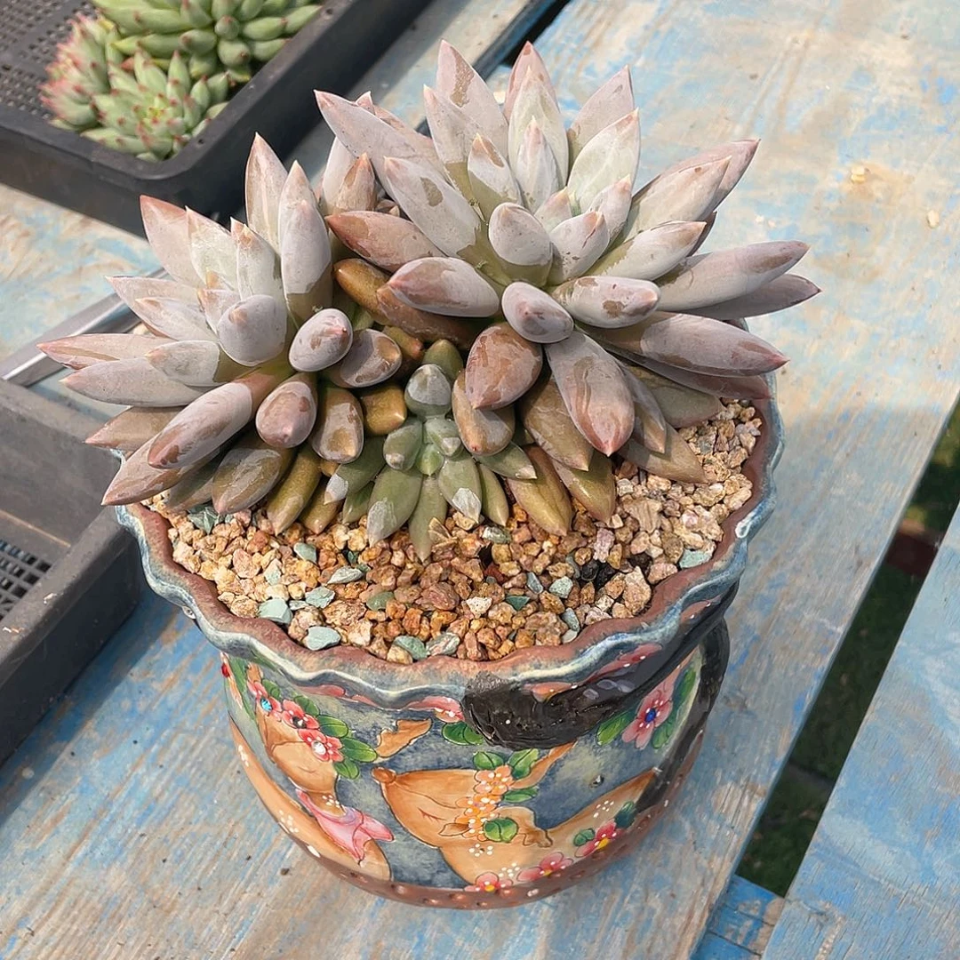 多肉植物脱土包邮