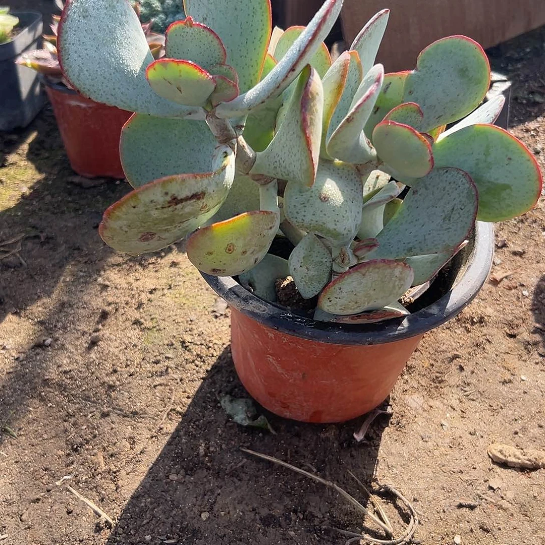 多肉植物蓝鸟花月