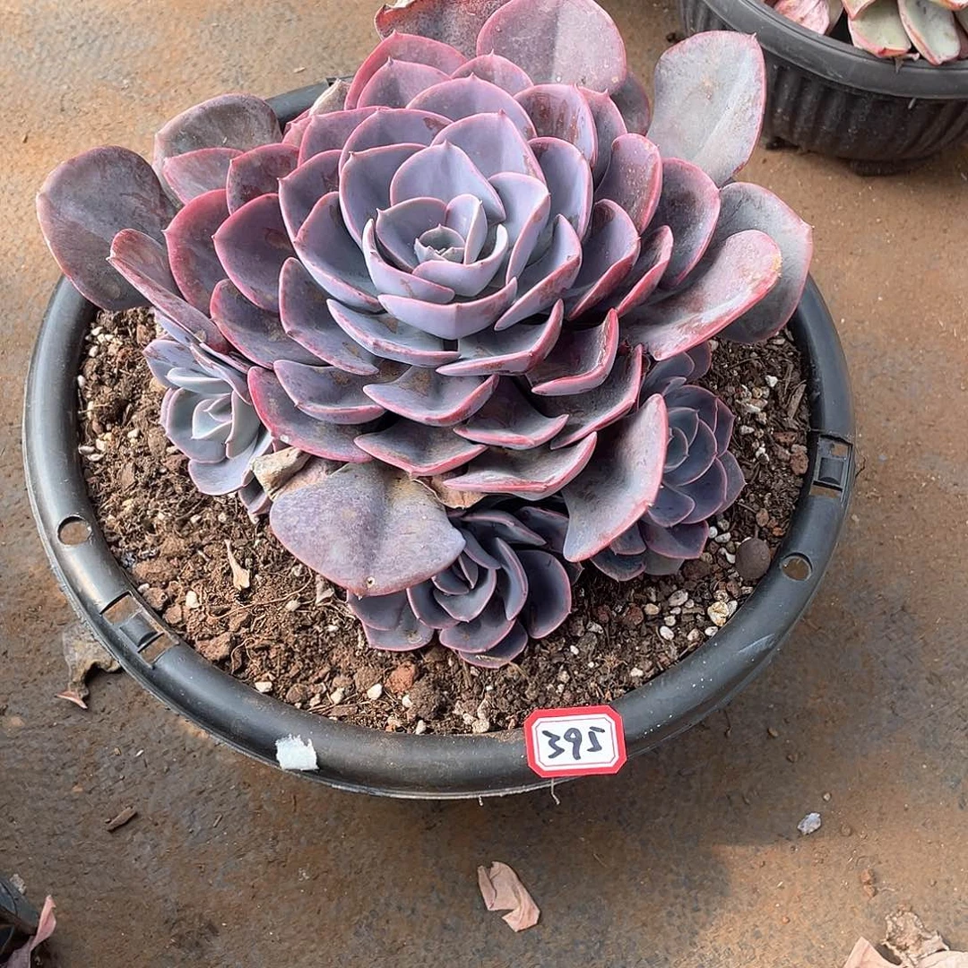 395尘埃玫瑰一物一拍多肉