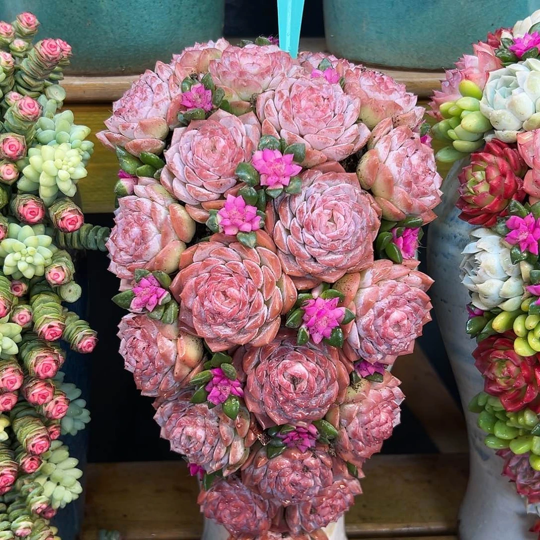 038玉芙蓉多肉组合多肉