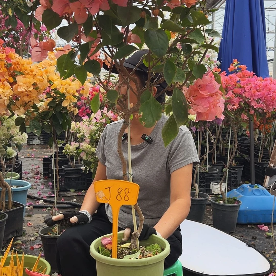 美***好大部分花苞少量开放J88波妹