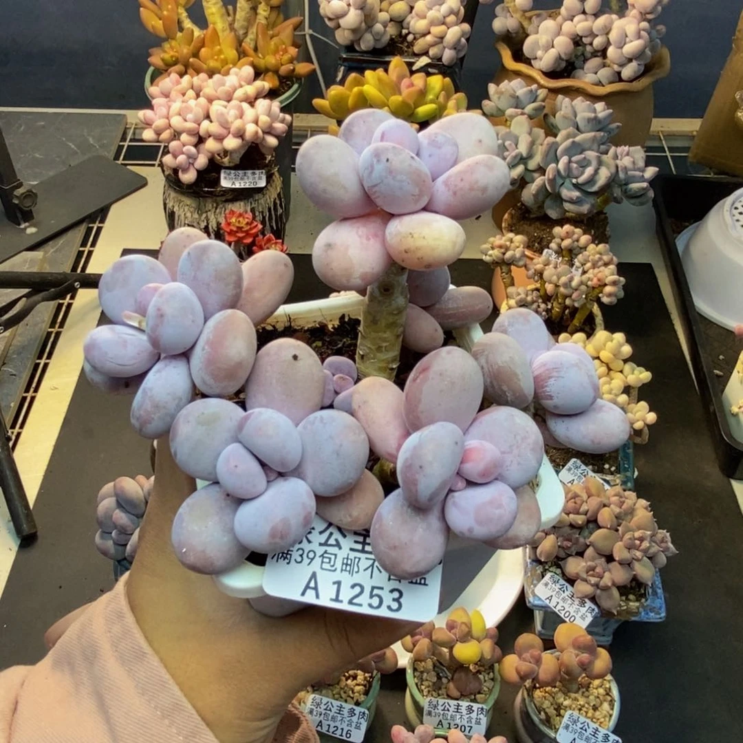 253水光针多肉9cm