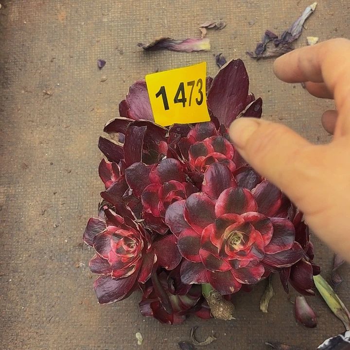 多肉植物福利1473
