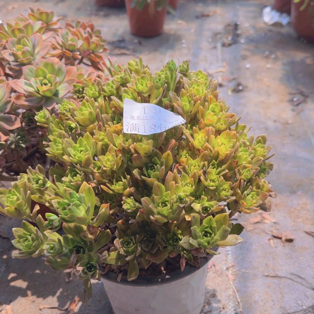 181号。甜茶中班。  冠服。25