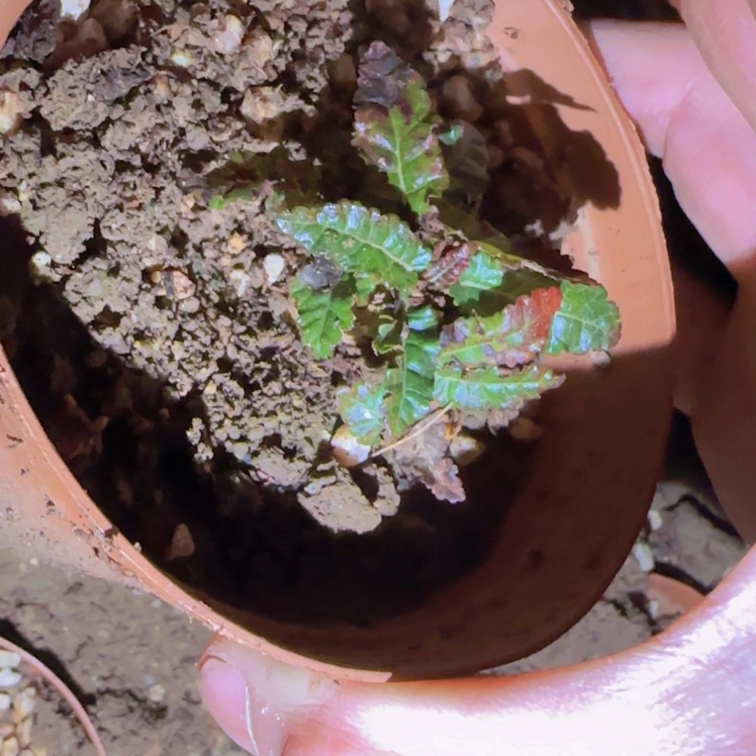 简****明块根植物块根植物