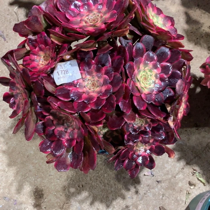1728红金刚多肉植物