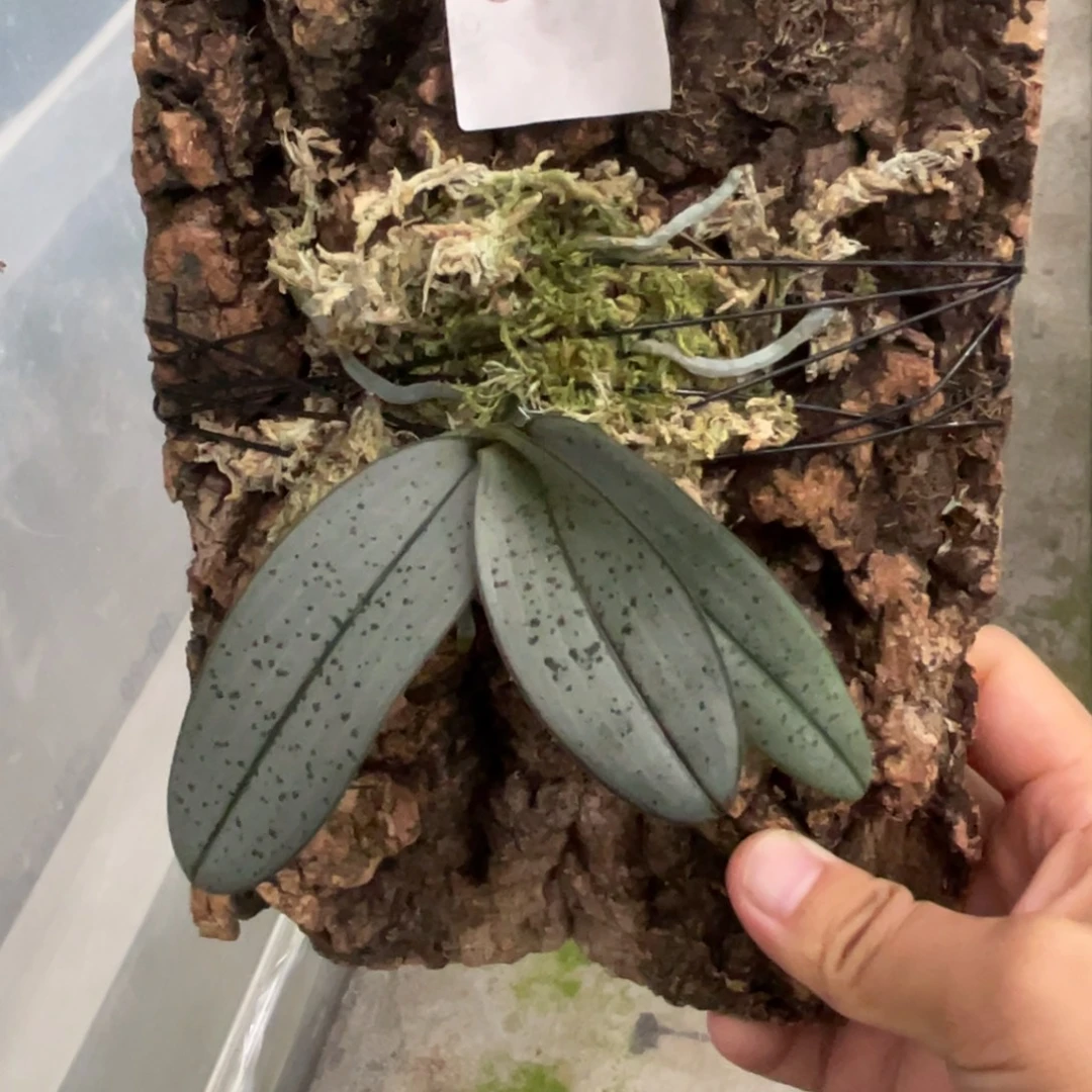 完全开放036 板植银叶西 一物一拍