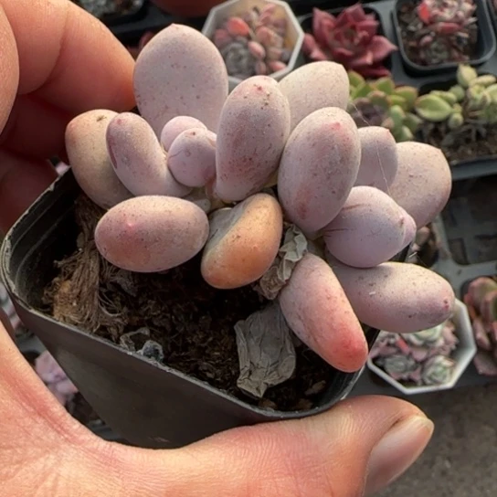 255彩虹奶多肉植物多