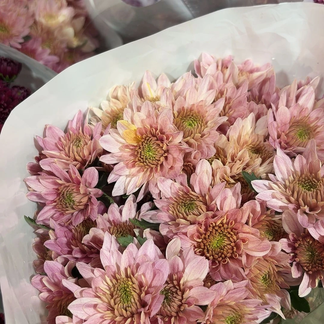 水墨神仙小菊10支