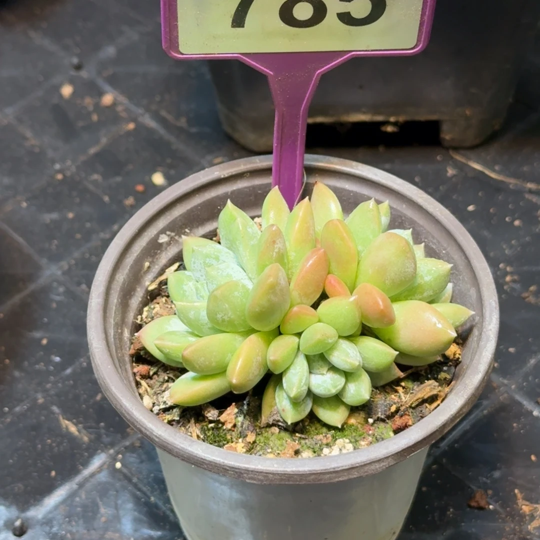 多肉植物白幽灵群785