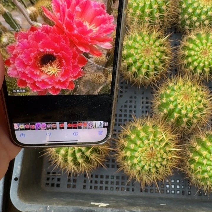 210毛花柱清清1号无根侧牙6公分左右