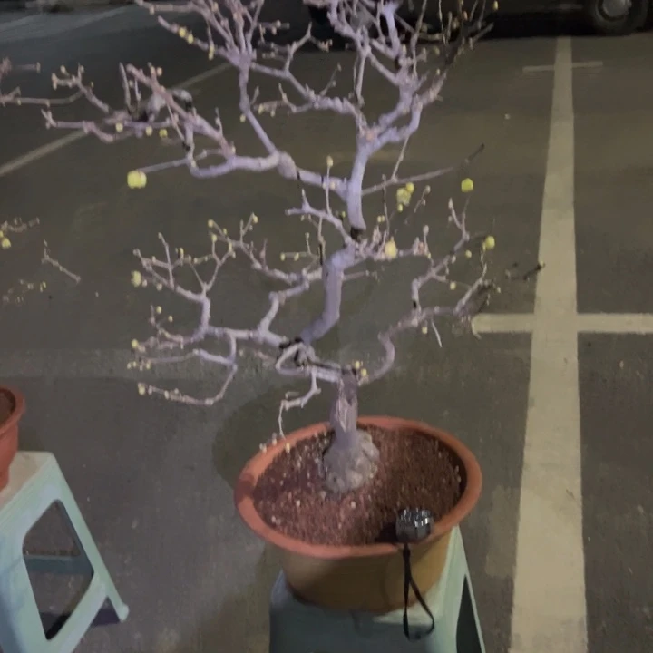 无花朵腊梅盆景腊梅盆景