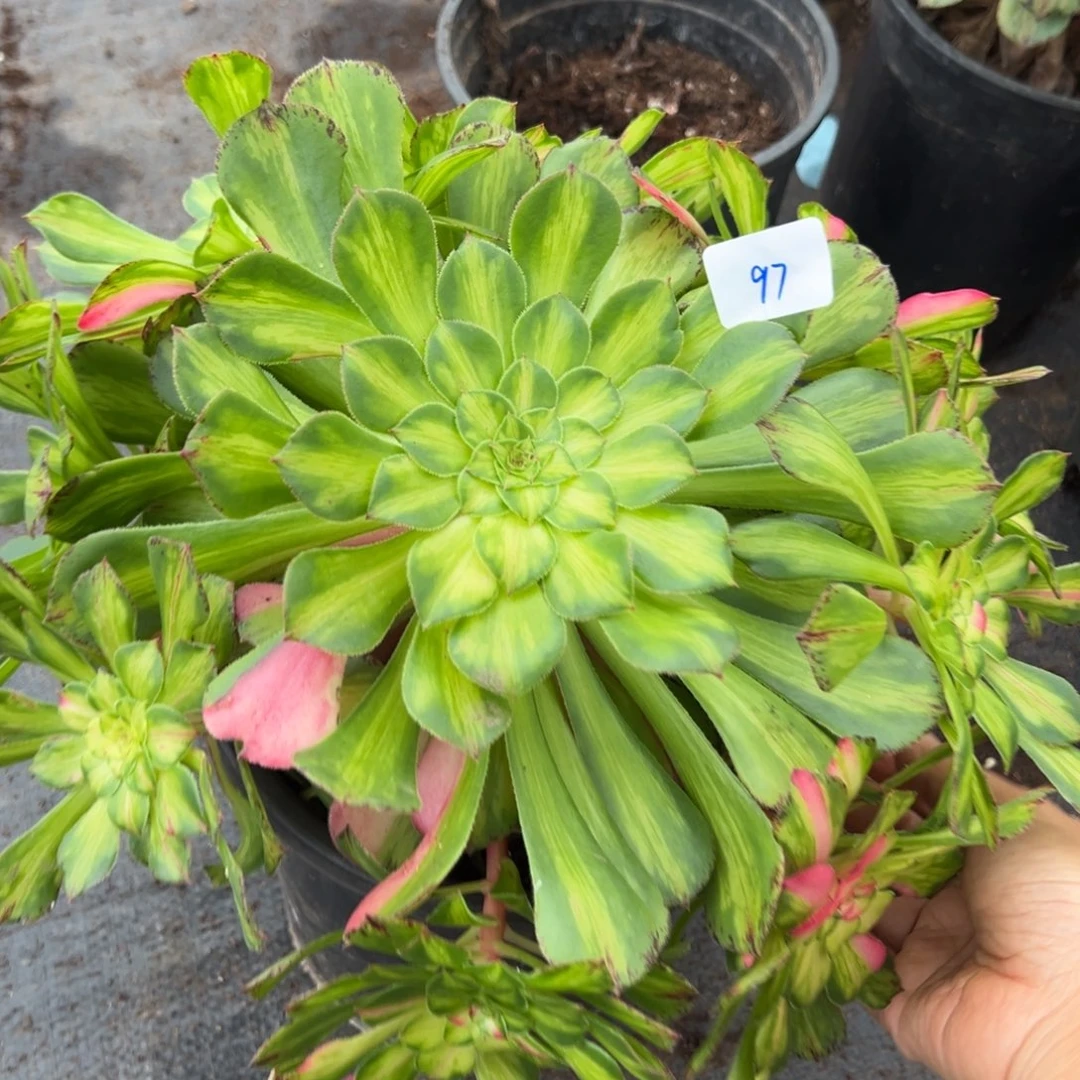 97知否多肉嘻嘻嘻嘻