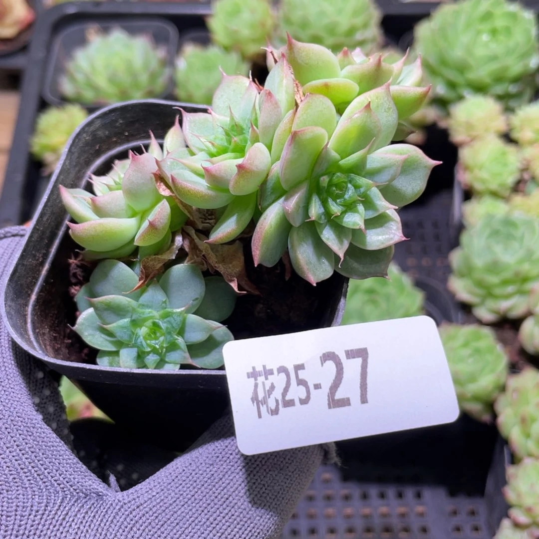 花利美 25-27海王