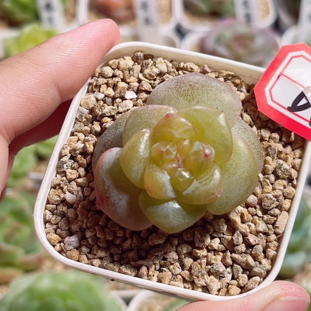 B652 一物一拍 精选珍妮