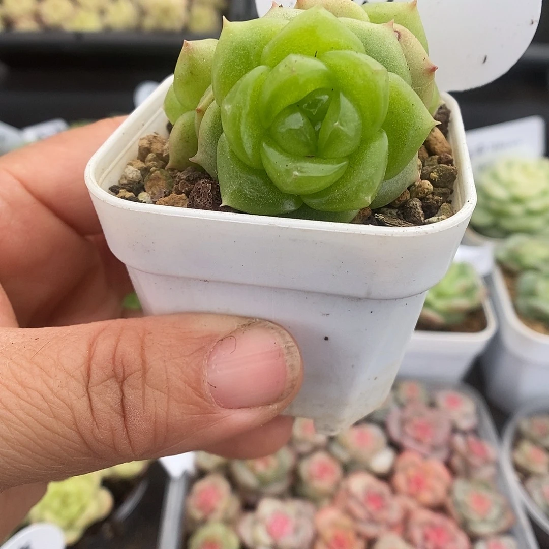 一物一拍一物一拍925-104