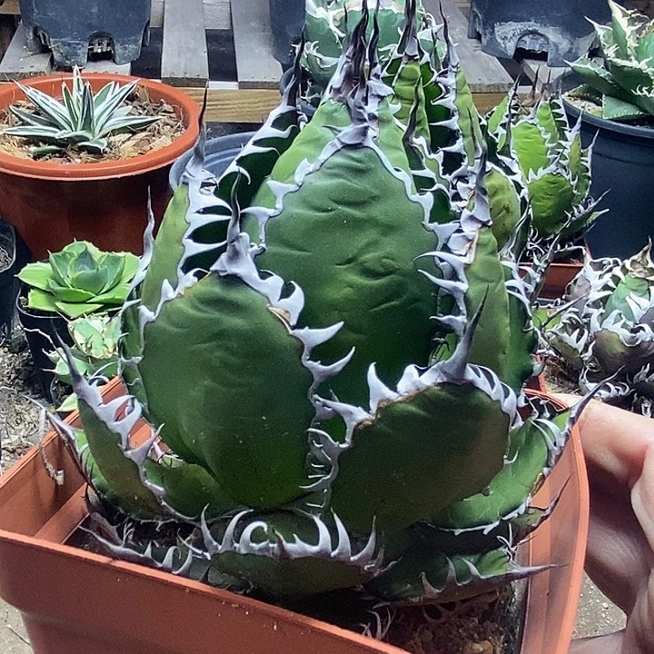 肥***6霍利达。