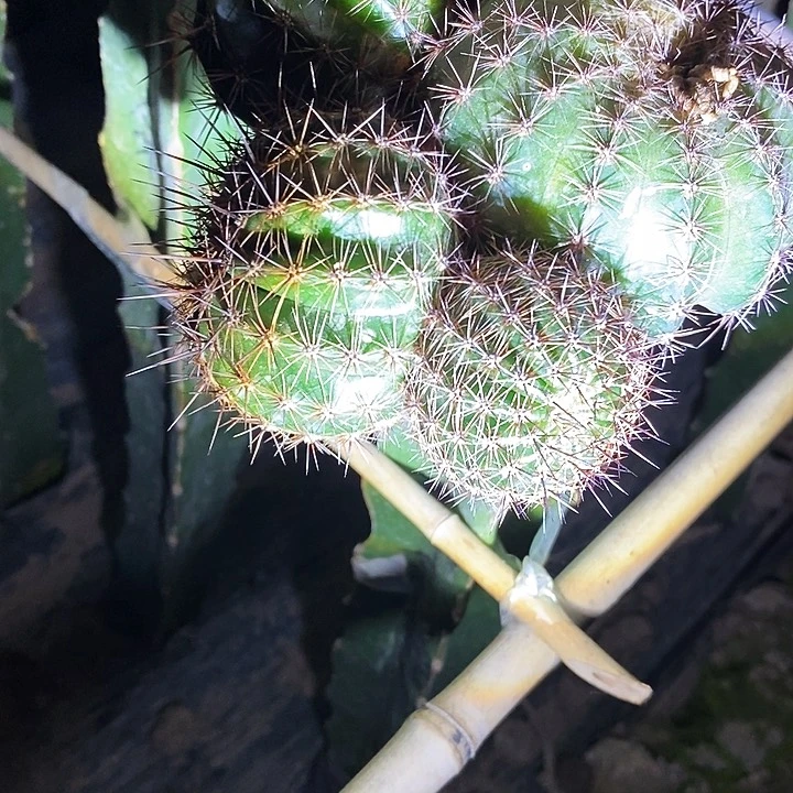 彩 彩蝶/侧芽歪20包邮/