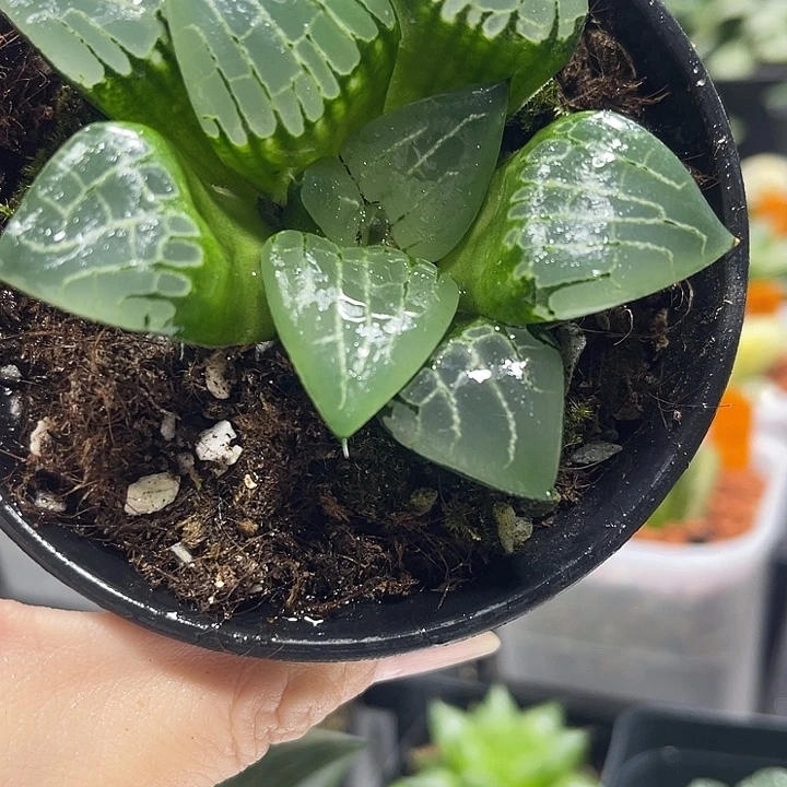 十二卷多肉植物阿房宫
