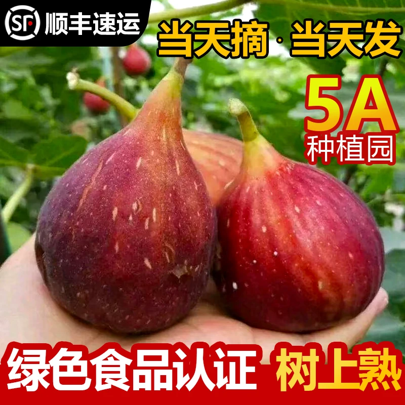 云南新鲜无花果5A景区应季水果老树鲜果无花果孕妇水果顺丰包邮
