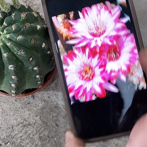 禅衣丽花，26799000