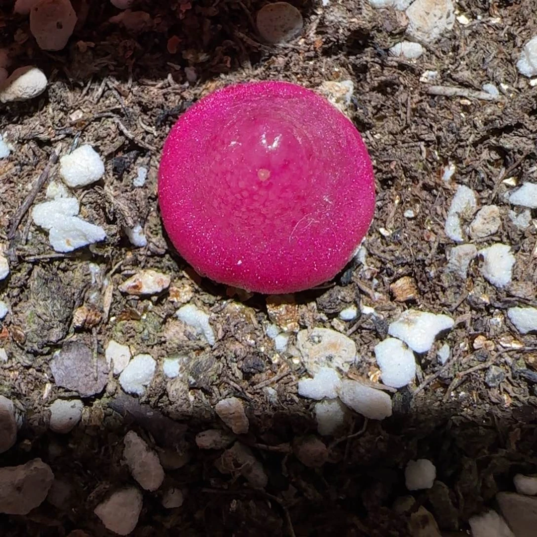 肉锥多肉植物百科-灯泡有疤1379