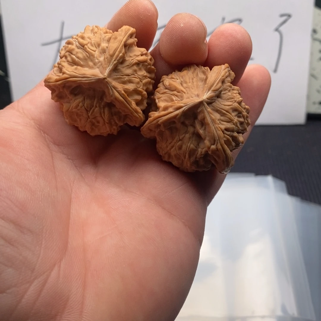 核桃哈哈哈哈哈哈哈哈哈