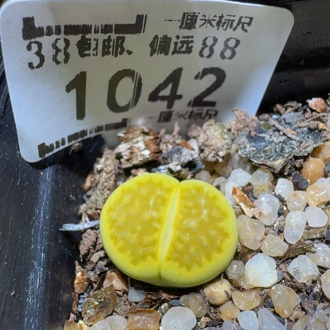 Ssss生石花肉锥1042