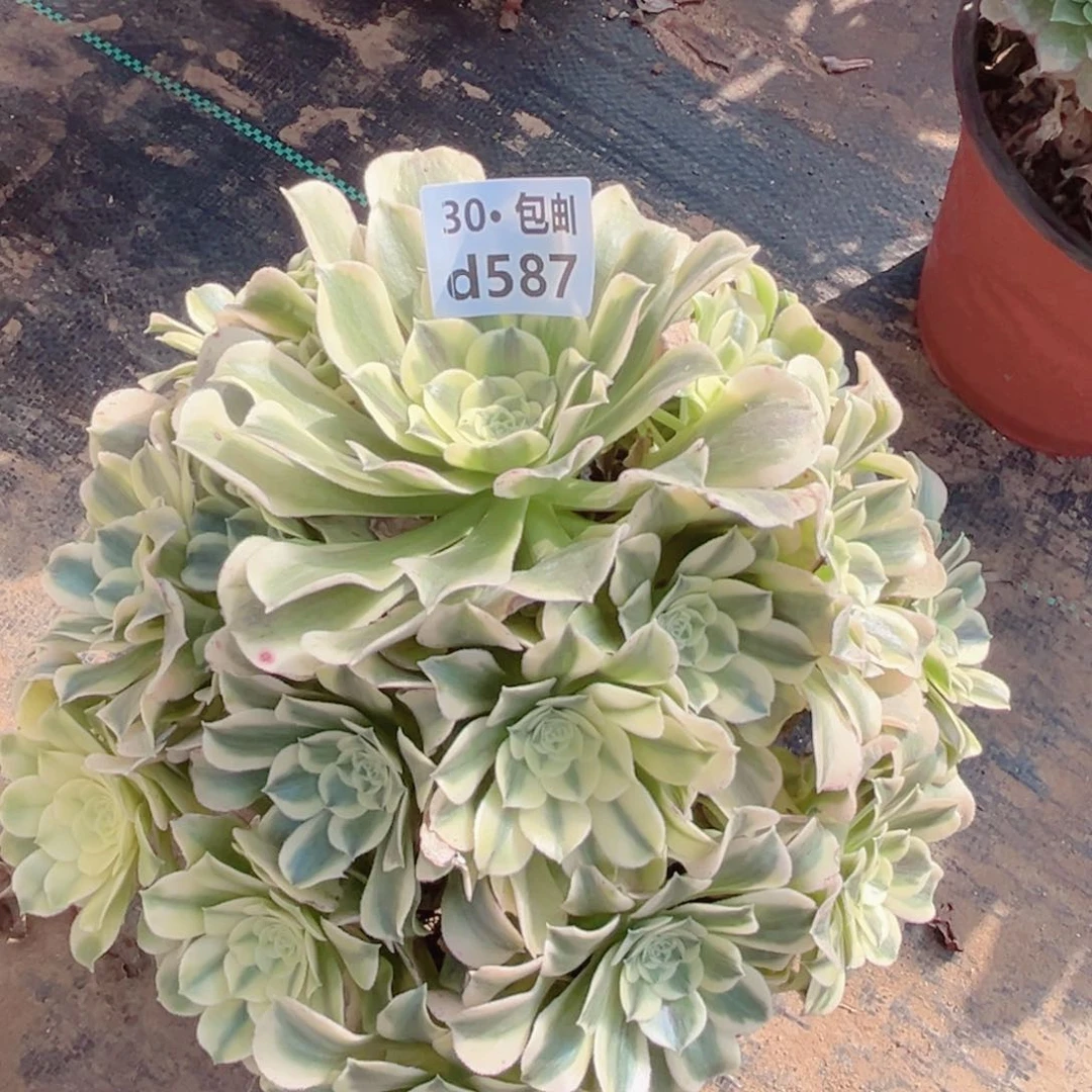 587绿豆沙多肉法师