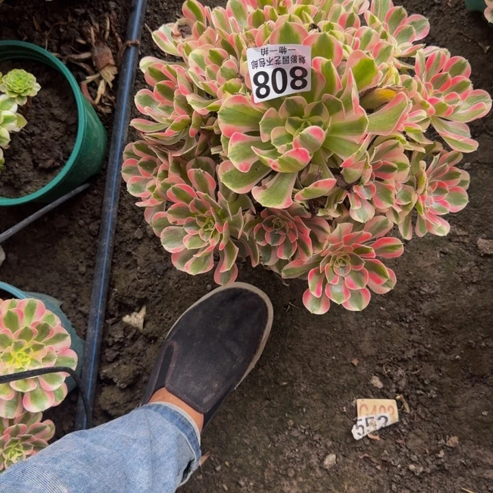 初恋花25-41包邮花花