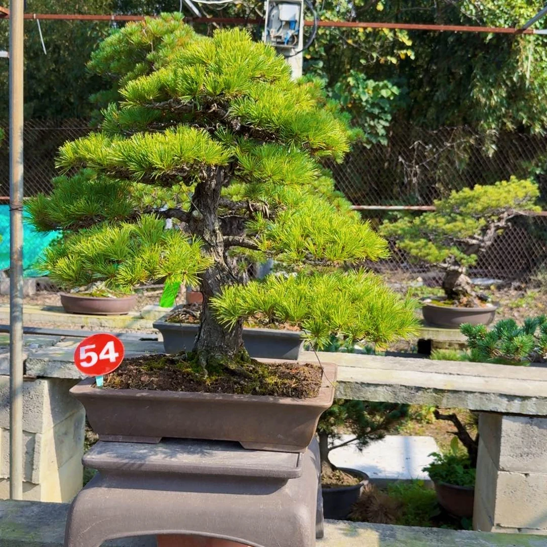 过***舟无花朵松树松树松树松树松树松树