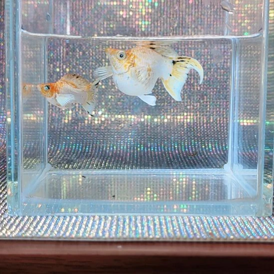 孔雀鱼樱花玛丽球