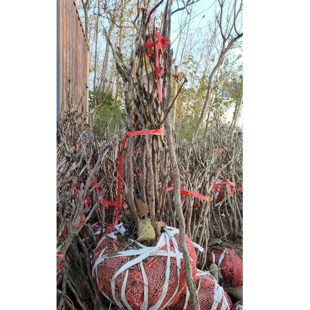 菏泽催花牡丹年宵花盆带花苞基地直发牡丹大土球