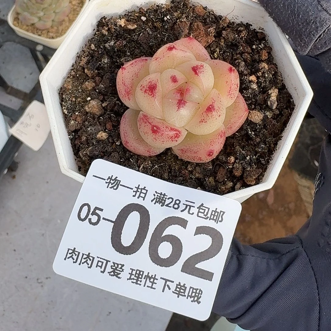 M100无盆土发货无盆