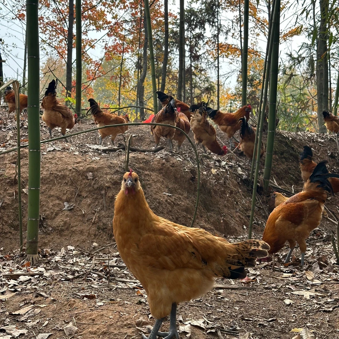 山林散养乌骨土母鸡顺丰包邮