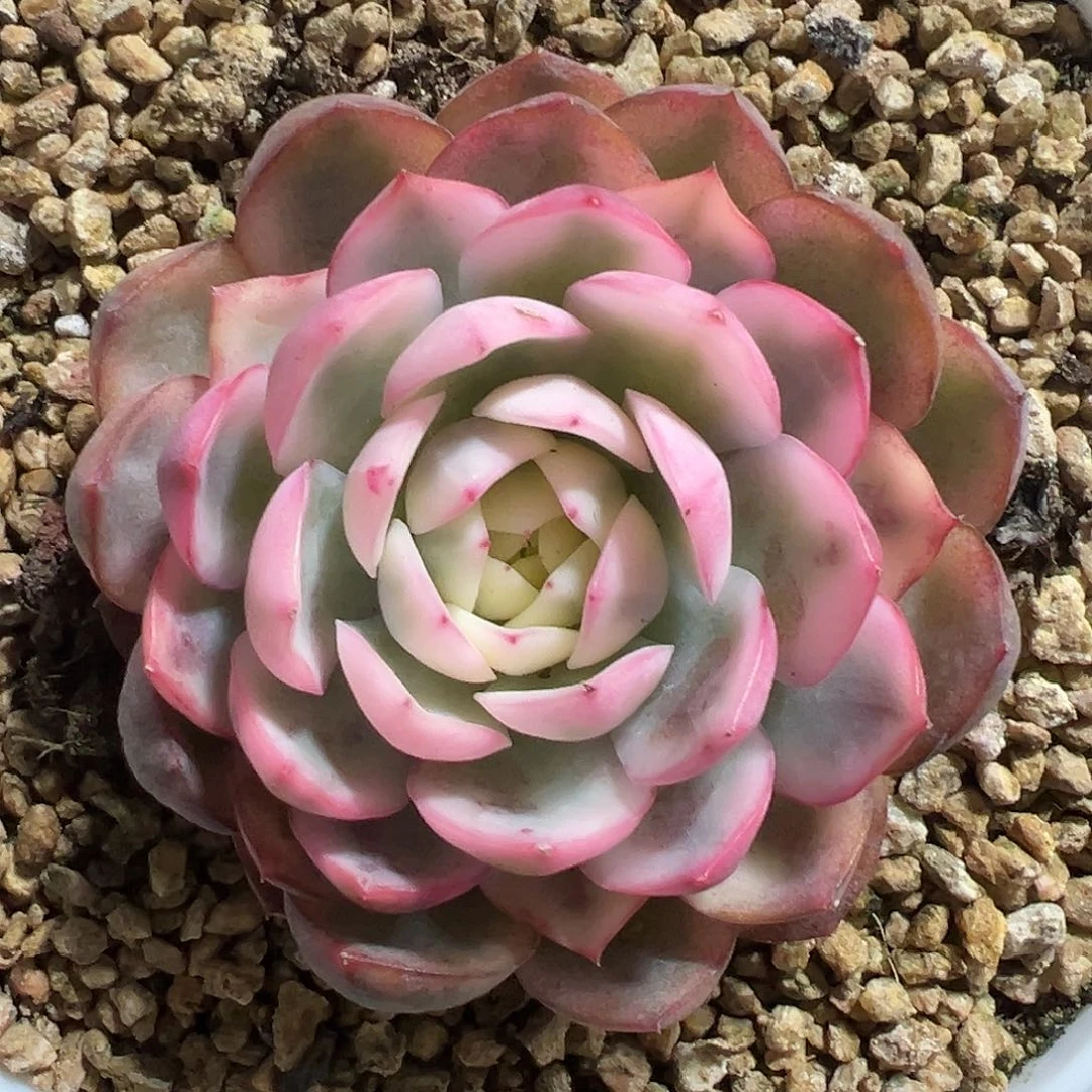 韩水晶锦多肉植物