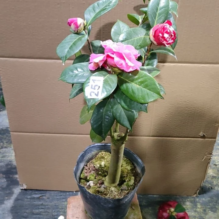 251情人节，女郎，原盆原土发货