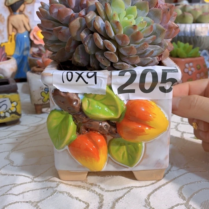 多肉花盆满15包邮