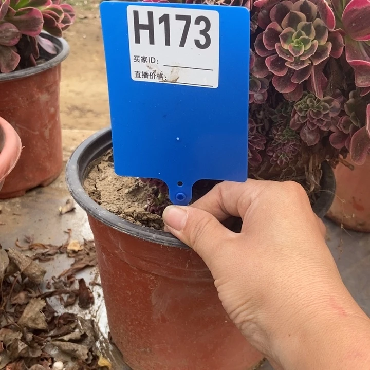 一***雨173美杜莎老桩老桩