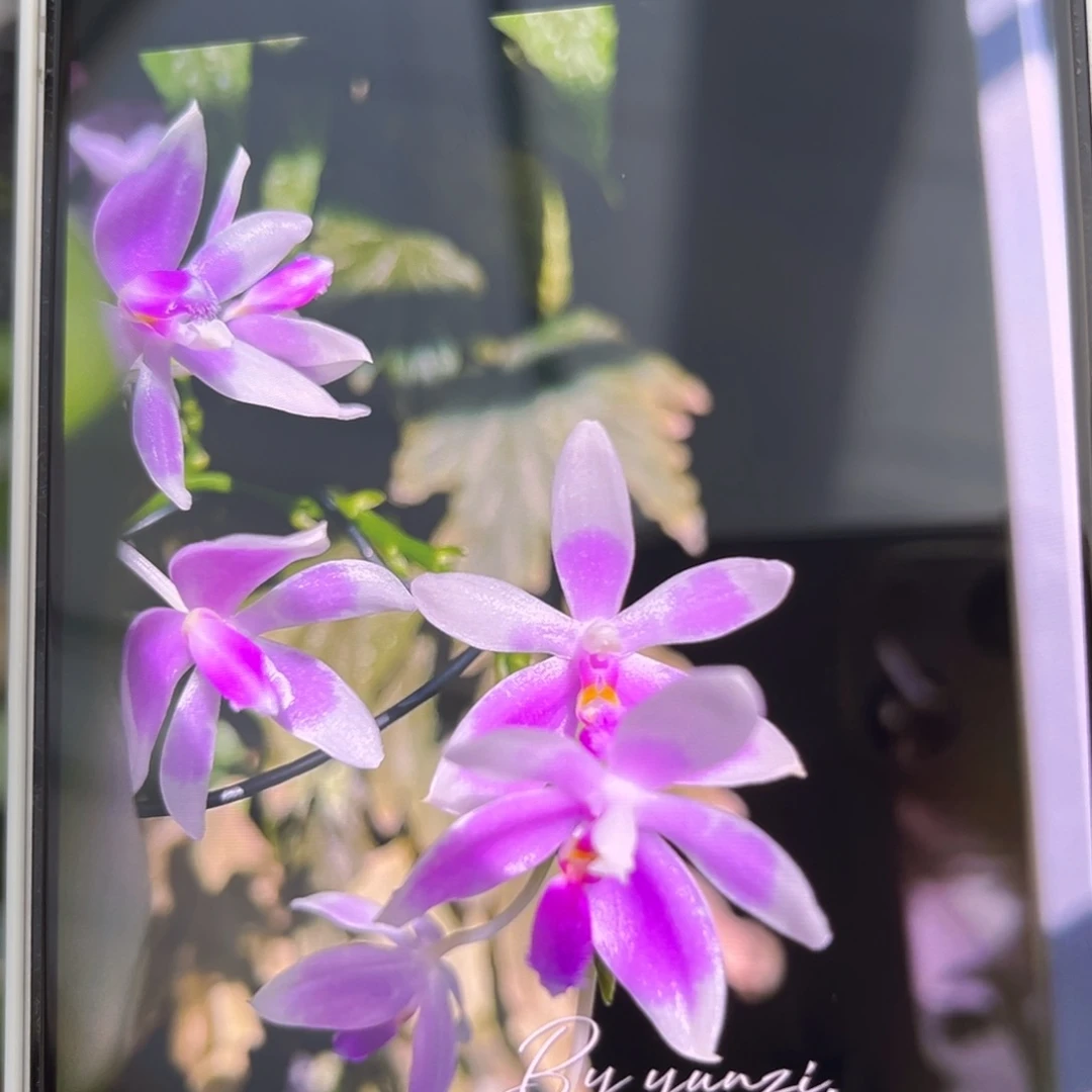 无花朵1.7寸羞花苗