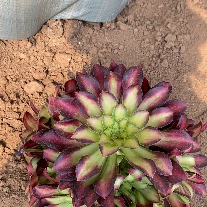 韶华多肉法师1111